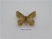 藏品(尺蛾339)的圖片